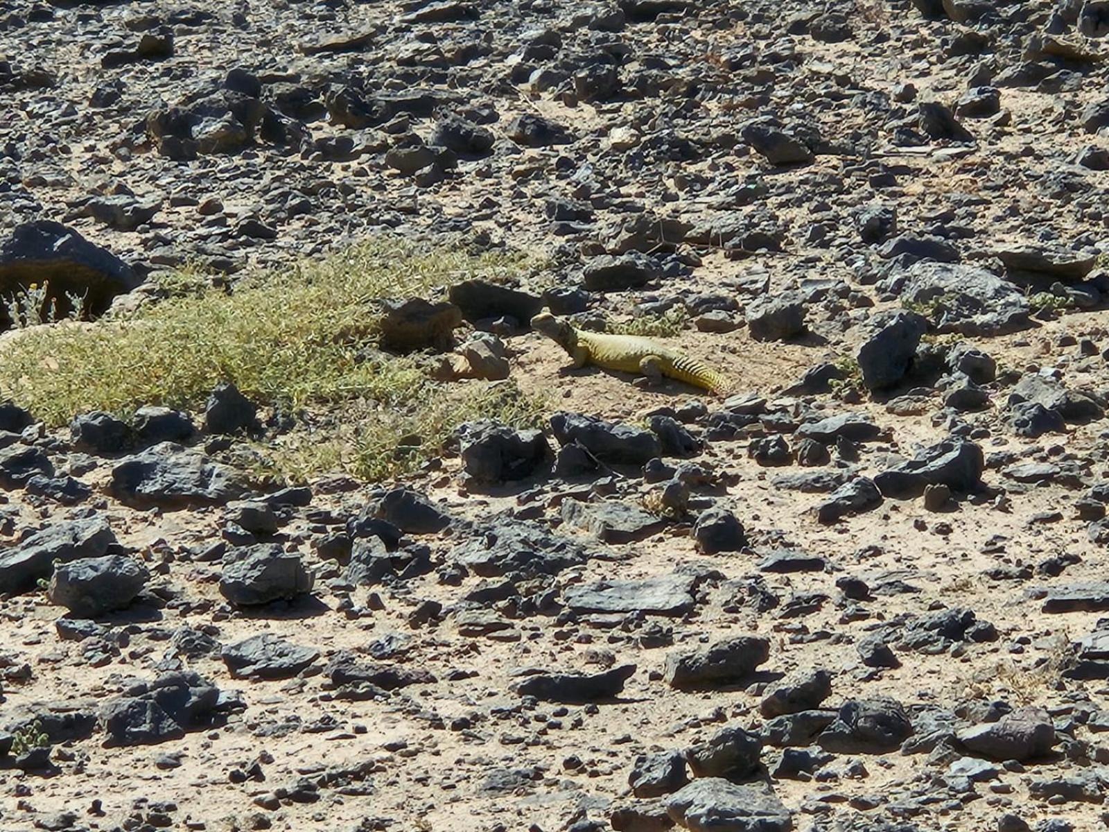 מלון Foum Zguid Bivouac Cote-Iriki מראה חיצוני תמונה