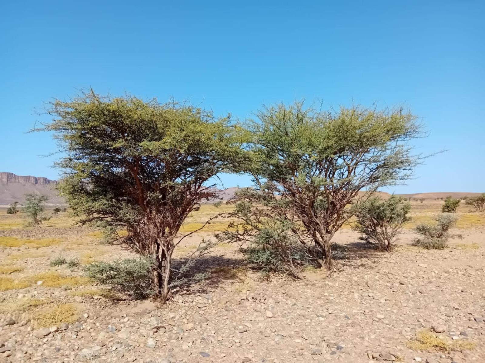 מלון Foum Zguid Bivouac Cote-Iriki מראה חיצוני תמונה